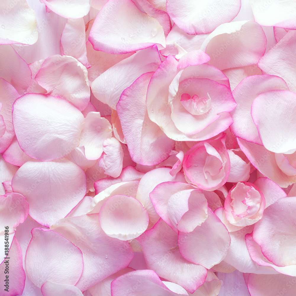 Close up violet rose petals. Texture. Toned Close up violet rose petals. Texture. Toned