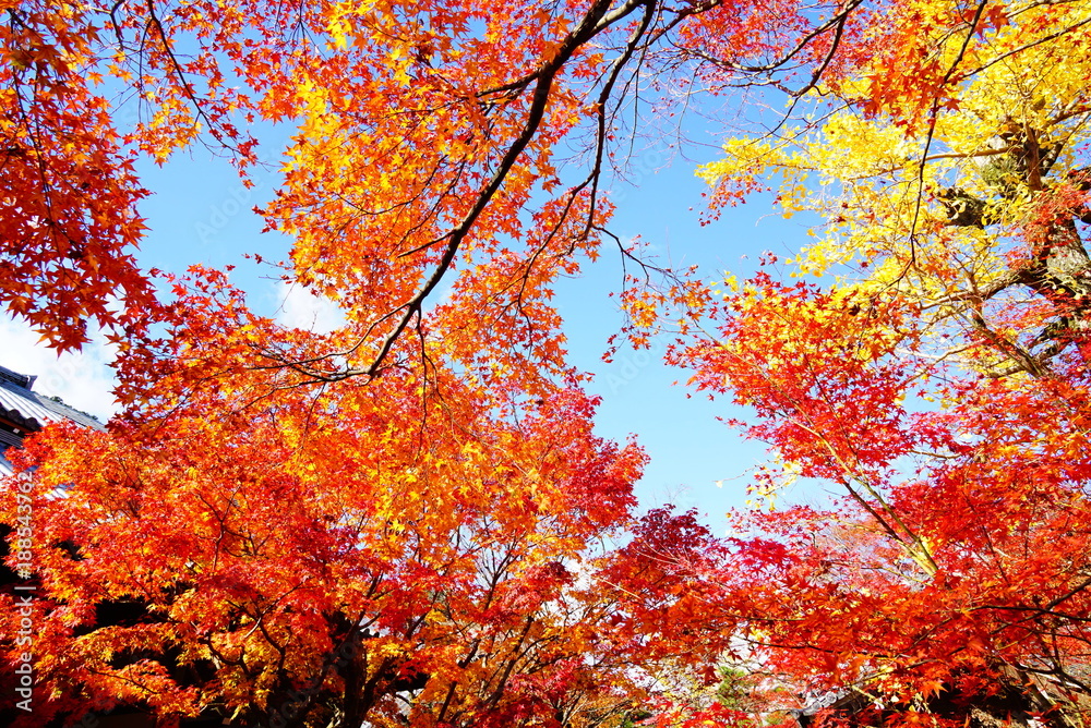 京都嵐山常寂光寺の紅葉