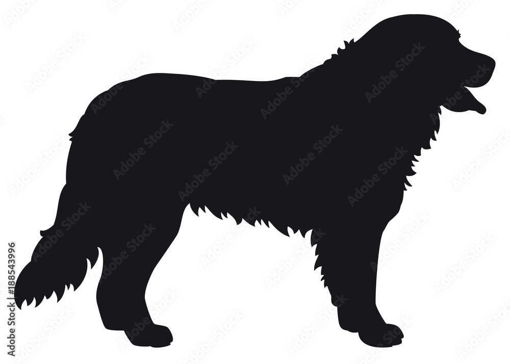 Bernese Mountain dog - Vector black silhouette isolated