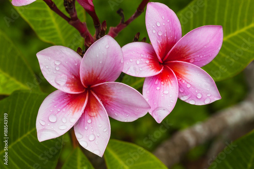 Beautiful pink frangipani (plumeria) flowers with drops of water after the rain on the tree, closeup