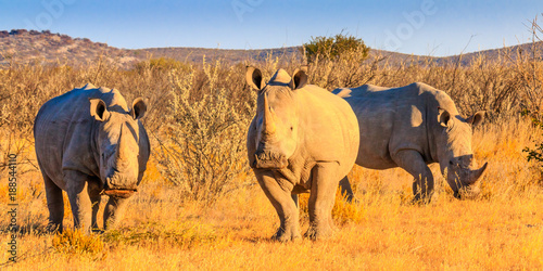 Ongava Rhinos photo