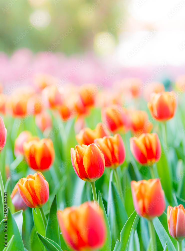 Tulip Flower. Beautiful bouquet of tulips. colorful tulips. tulips in spring at the garden,colourful tulip,Nature background.