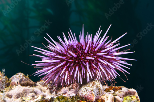 Purple sea urchin. © cherylvb