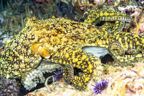 Octopus on reef in California