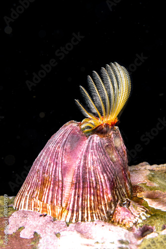 Feeding barnacle in California