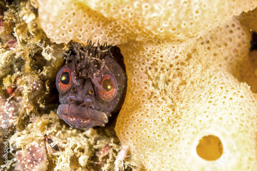 Fringehead blenny on underwater reef photo
