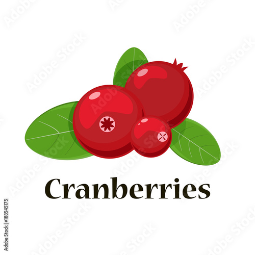 Cranberries isolated icon. Vector illustration for pattern, badge, label, textile photo
