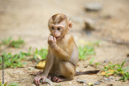 Photography Monkeys of Monkey Hill Thailand Phuket
