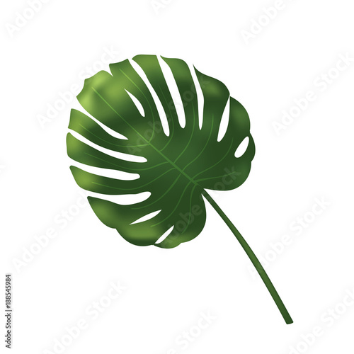 Vector palm leave, jungle leaf set isolated on white background. Tropical botanical illustration, green foliage, floral elements