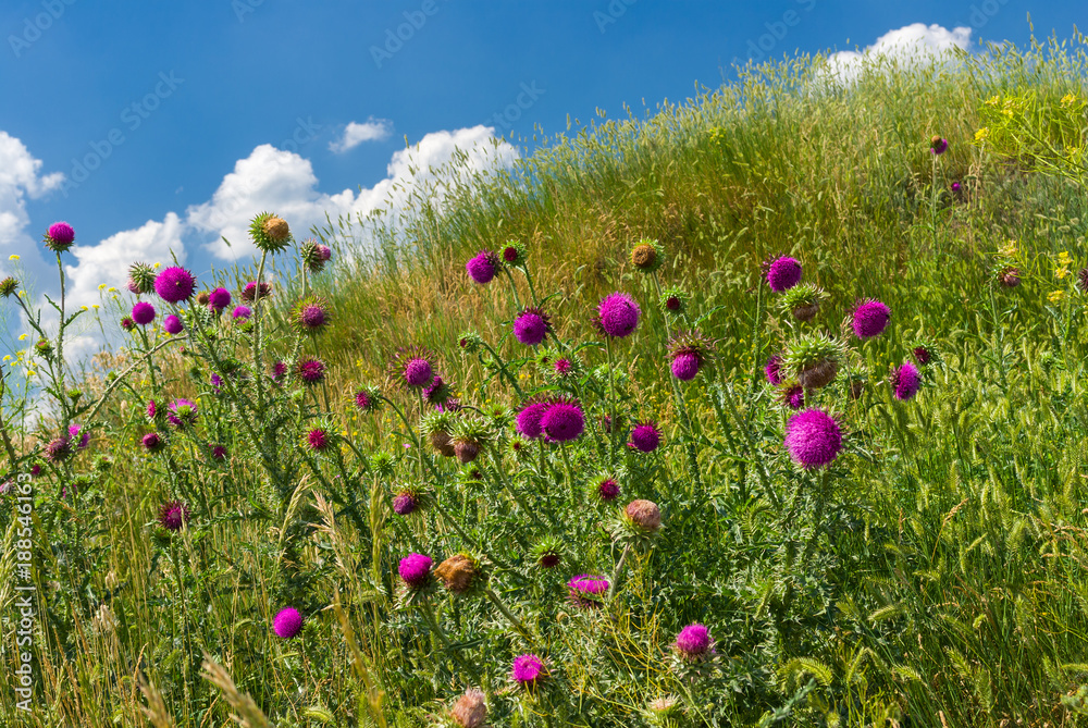 Obraz premium Colony of wild thistles on a hill at summer time