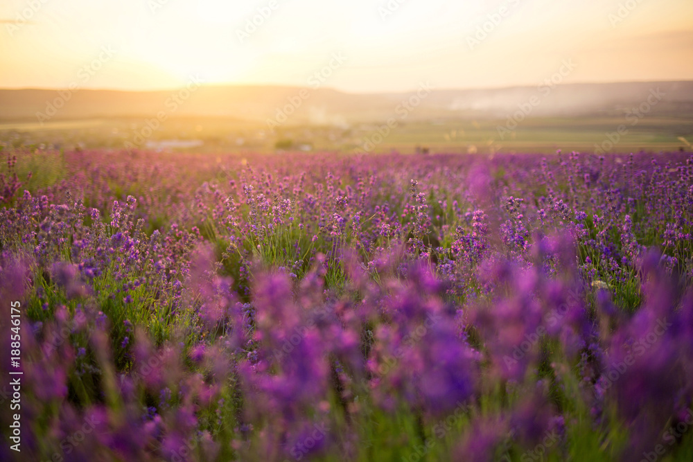 Obraz premium Sunset over a violet lavender field. village Turgenevka, Crimea,