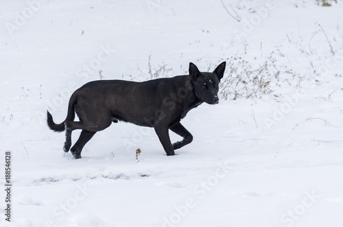 Black stray dog guarding its territory running on a fresh snow