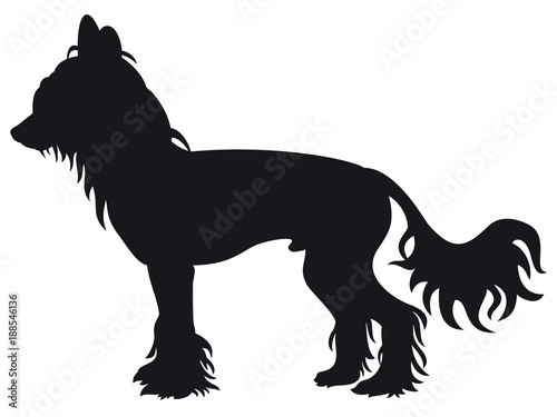 Chinese Crested dog - Vector black silhouette isolated