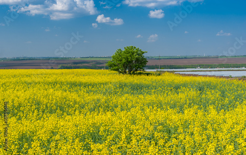 Spring landscape with flowering rape-seed field near Dnipro city in central Ukraine © Yuri Kravchenko