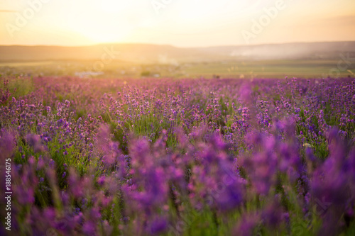 Sunset over a violet lavender field. village Turgenevka  Crimea 