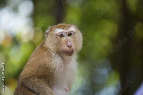 Monkeys of Monkey Hill Thailand Phuket 