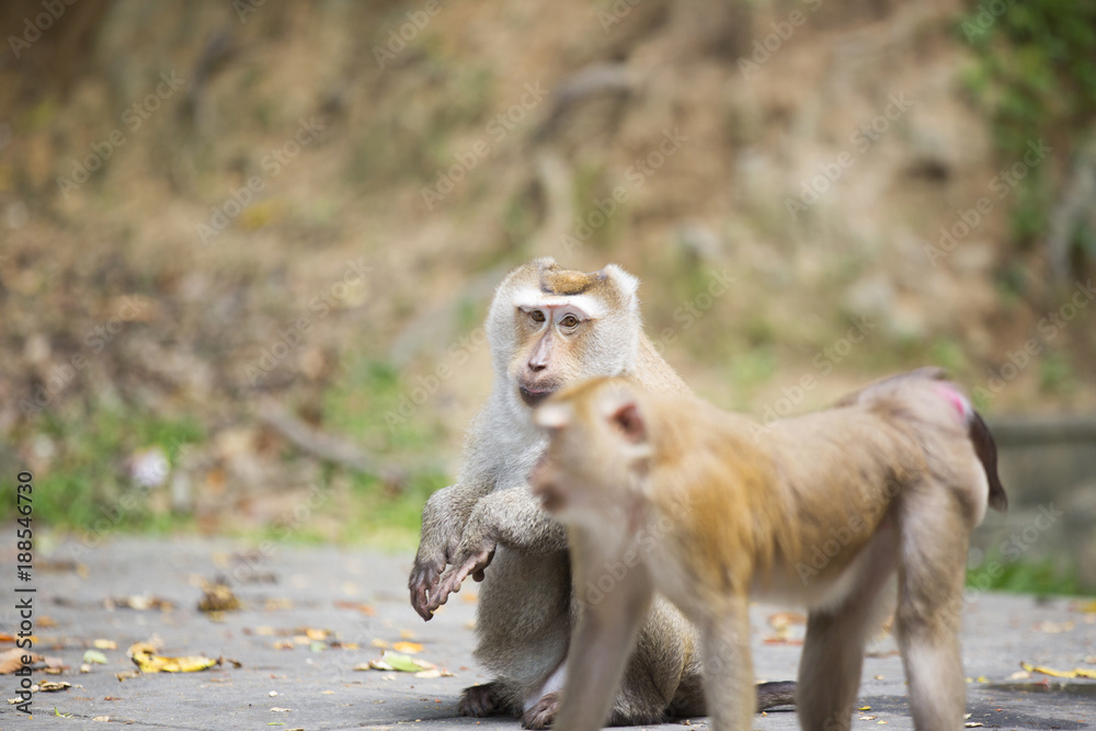 Monkeys of Monkey Hill Thailand Phuket Monkeys of Monkey Hill Thailand Phuket
