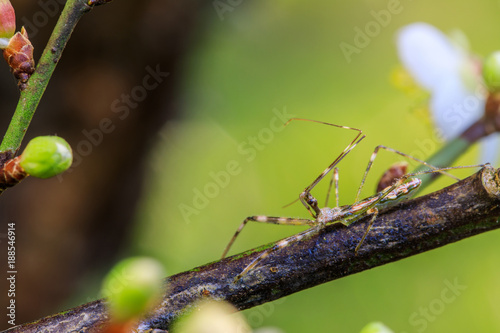 The little grasshopper on the branch of chinese plum. © Nakornthai