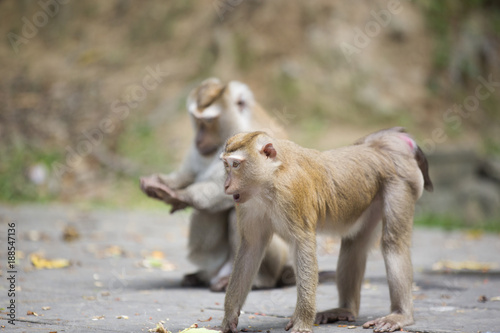 Monkeys of Monkey Hill Thailand Phuket 