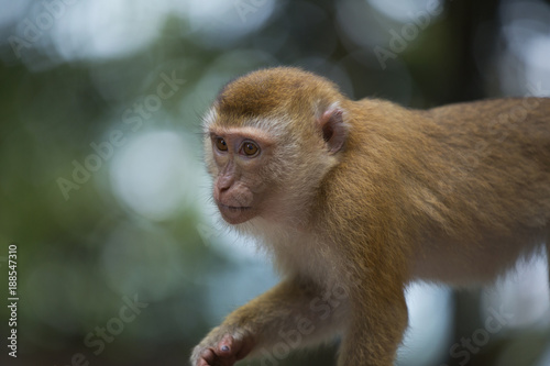 Monkeys of Monkey Hill Thailand Phuket 