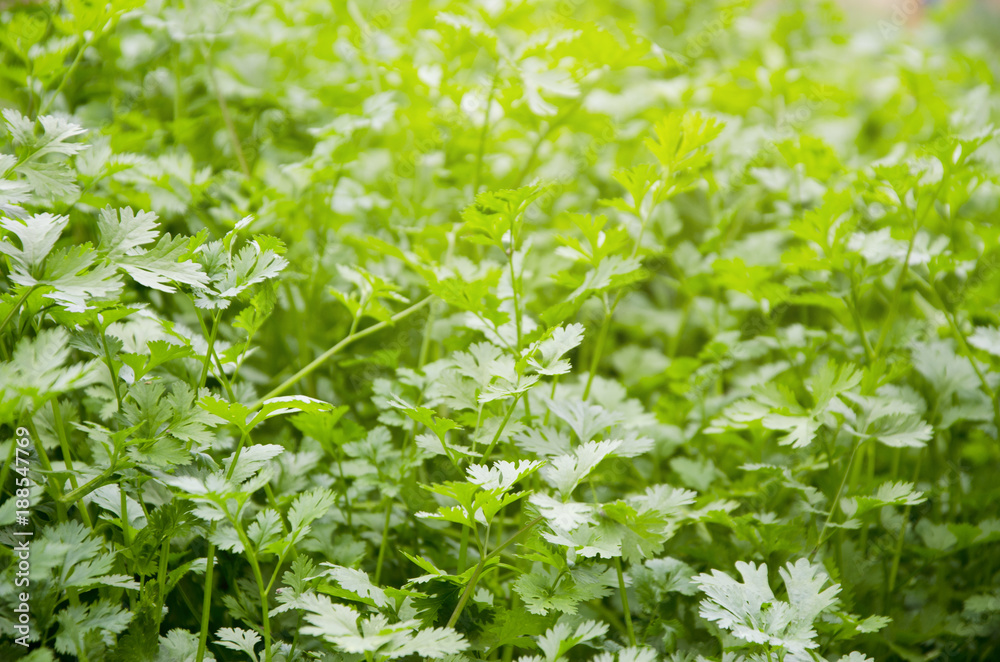 Salads are growing in vegetable plots. Salads are growing in vegetable plots.