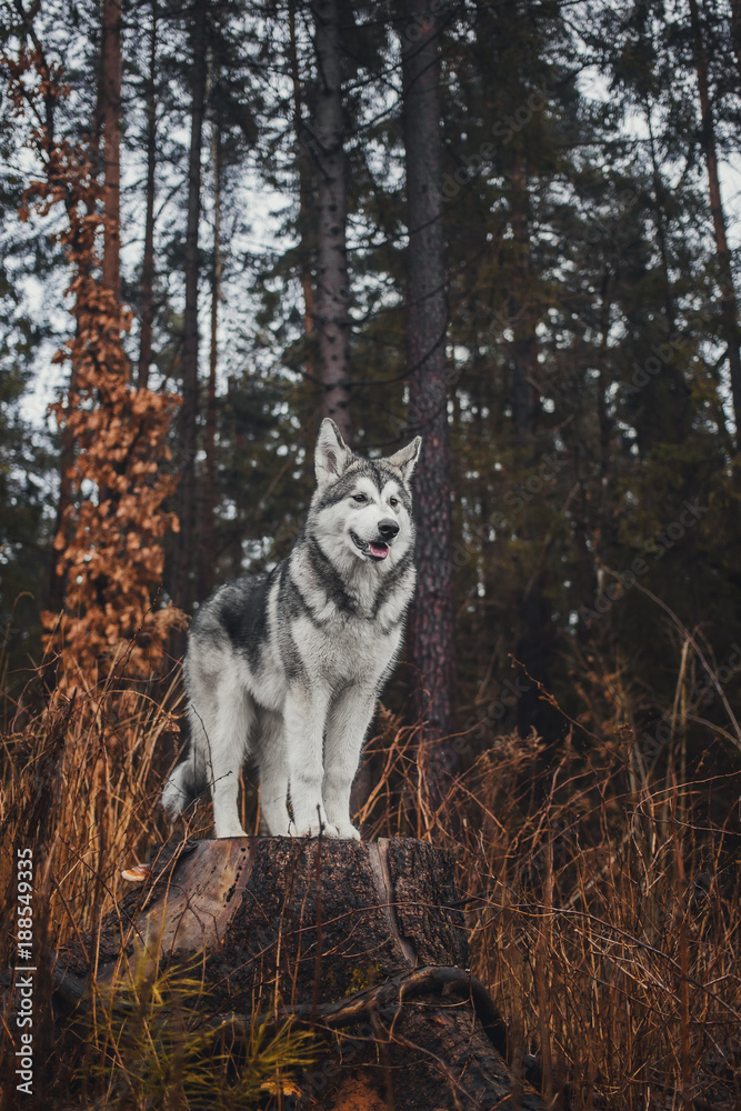 Alaskan Malamute in the forest like a wolf Alaskan Malamute in the forest like a wolf