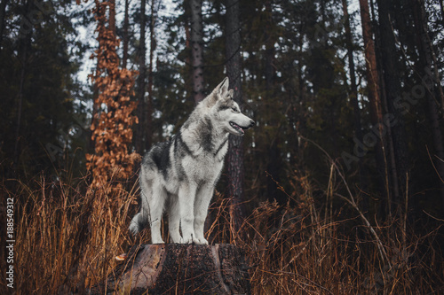 Alaskan Malamute in the forest like a wolf