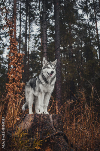 Alaskan Malamute in the forest like a wolf © julia_siomuha