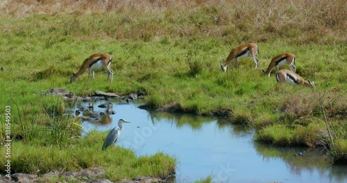 Thomson'S Gazelles & Grey Heron; National Park And Streets; Nairobi, Kenya, Africa photo