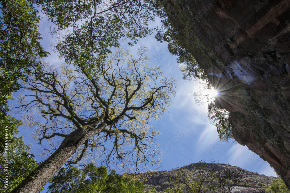 imponente árbol en la selva boliviana al amanecer imponente árbol en la selva boliviana al amanecer