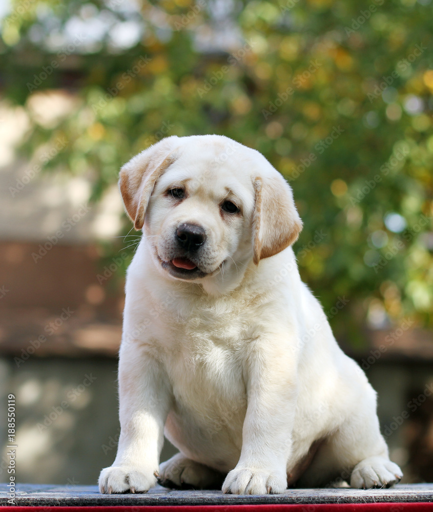 the little labrador puppy in the park in autumn