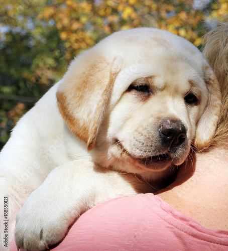 a little labrador puppy in the park in autumn