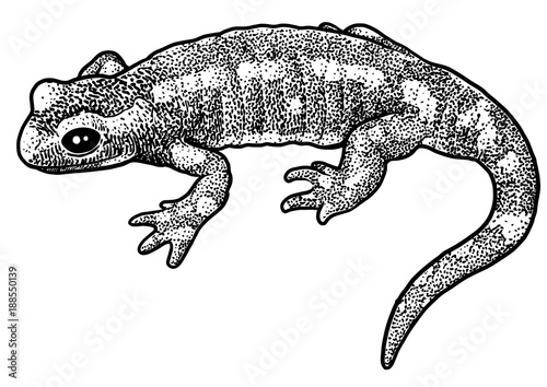 Fire salamander illustration, drawing, engraving, ink, line art, vector