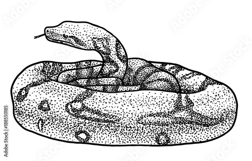 Boa illustration, drawing, engraving, ink, line art, vector