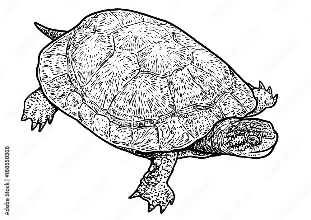 Fototapeta premium Ilustracja żółwia błotnego, rysunek, grawerowanie, atrament, grafika liniowa, wektor
