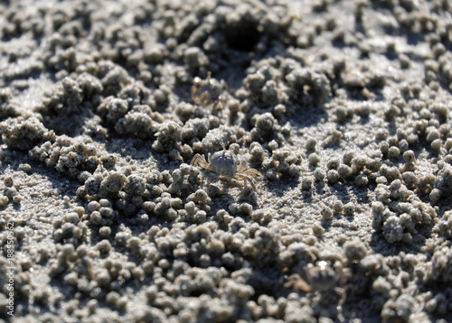 ghost crab or horn-eyed ghost crab or ocypode