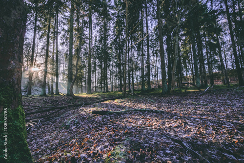 Winter Forrest