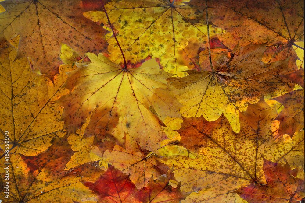 Ahornblätter im Herbst am Boden