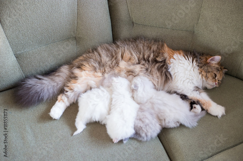 Fluffy cat feeding their kittens © Oksana