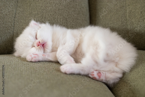 White fluffy kitten of Scottish breed sweetly asleep