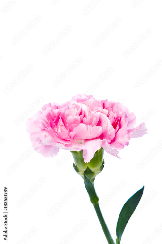 carnation flower isolated on white background carnation flower isolated on white background