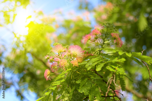 Acacia mimosa rosa photo
