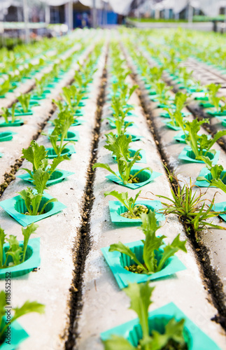 Horticulture, hydroponic farm