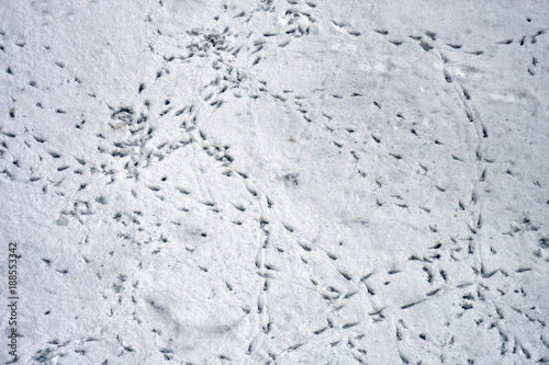 Bird tracks on the snow © Georgy Dzyura