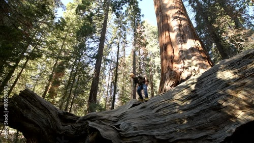 Sequoia Forest Hiker. Caucasian Men Seating on Ancient Fallen Sequoia Tree Log. Exploring Kings Canyon and Sequoia National Parks in California, 