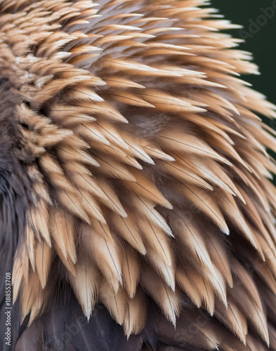 feather of golden eagle head