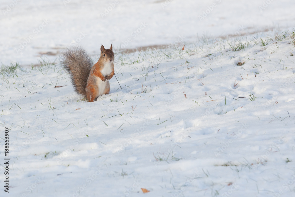 Squirrel standing on snow at sunny winter day Squirrel standing on snow at sunny winter day