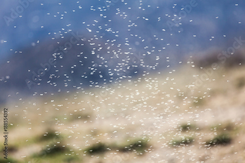 Thousands of small flies on Lake Bulunkul