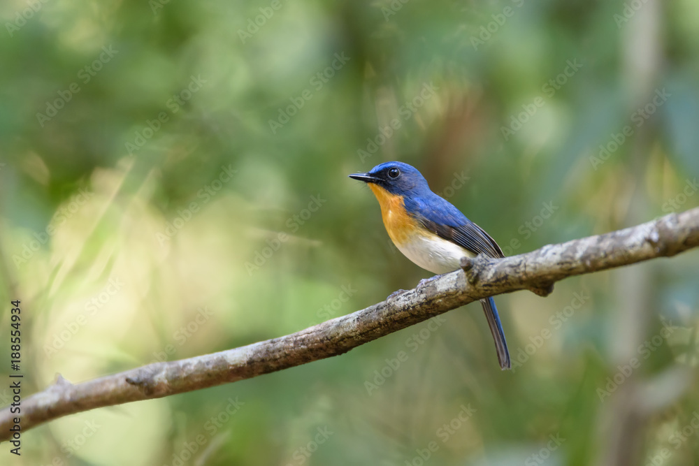Male Tickell's blue flycatcher perching on tree branch with green bokeh background , Thailand Male Tickell's blue flycatcher perching on tree branch with green bokeh background , Thailand