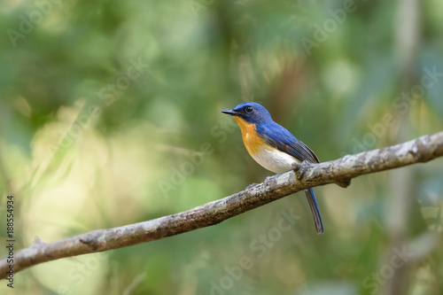 Male Tickell's blue flycatcher perching on tree branch with green bokeh background , Thailand © PK4289